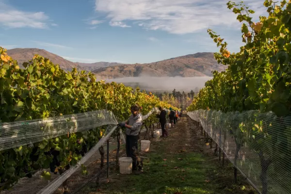 Red hot - raising a glass to pinot noir