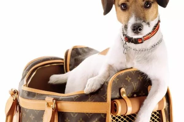 Top dog – why pet parents are the new breed of power shopper