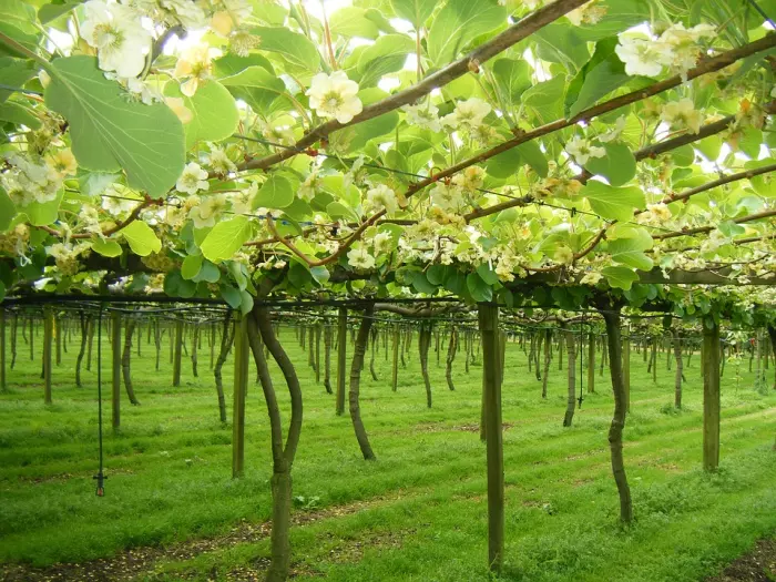 UPDATED: Govt settles kiwifruit claim for $40m