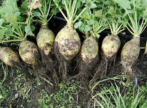 Rutabaga