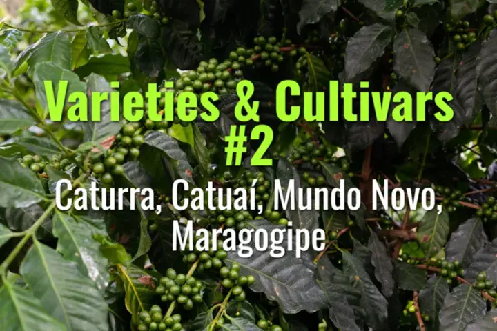 Caturra, Catuaí, Mundo Novo, Maragogipe
