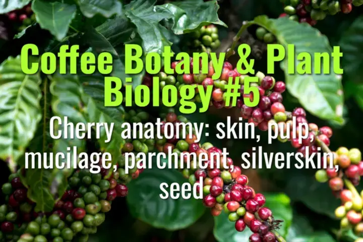 Cherry anatomy: skin, pulp, mucilage, parchment, silverskin, seed