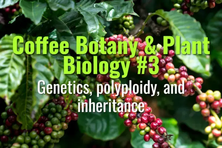 Genetics, polyploidy, and inheritance