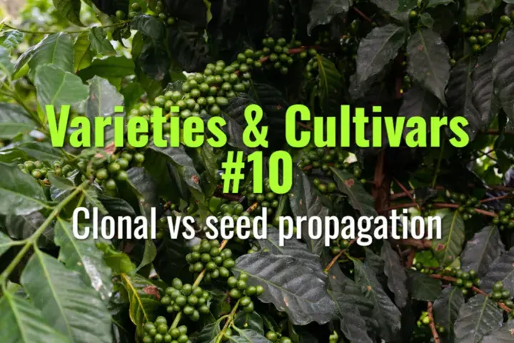 Clonal vs seed propagation