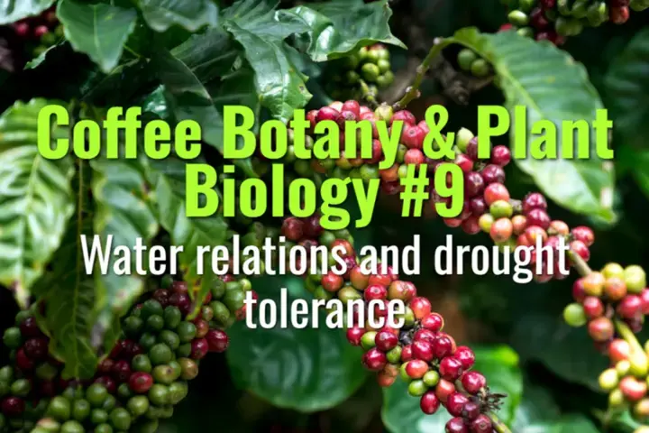 Water relations and drought tolerance