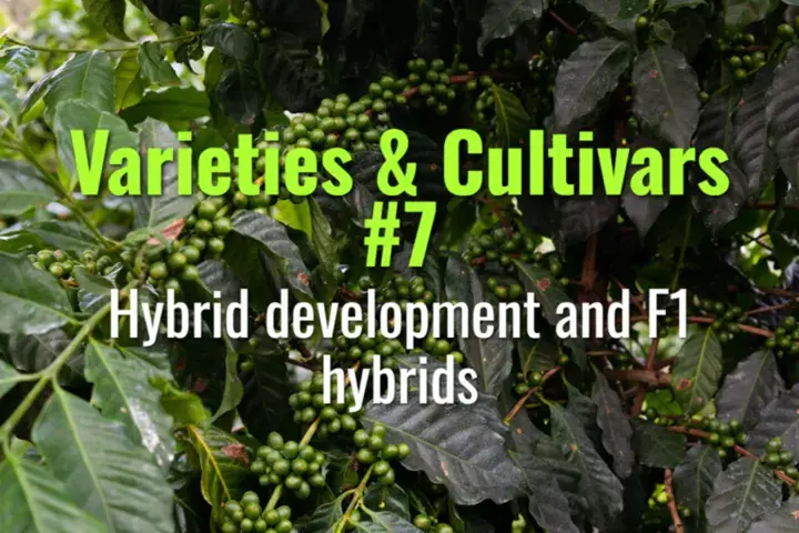 Hybrid development and F1 hybrids