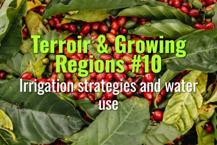 Irrigation strategies and water use