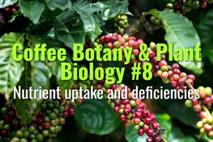 Nutrient uptake and deficiencies