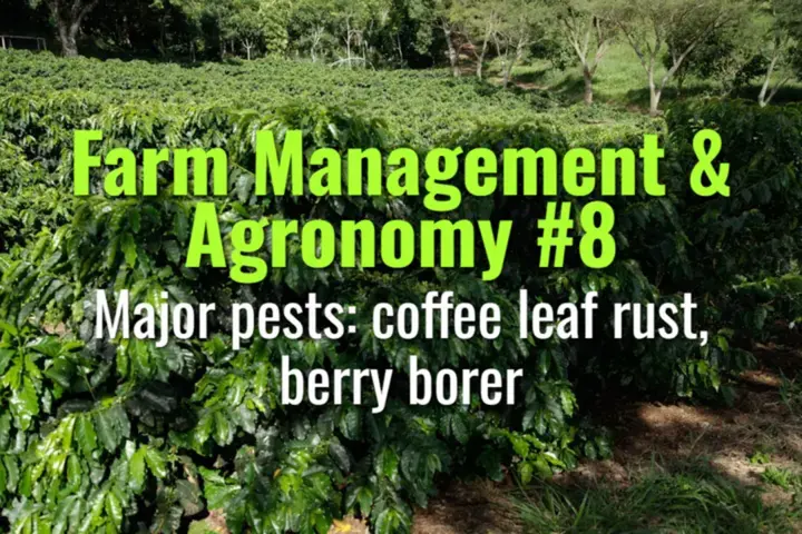 Major pests: coffee leaf rust, berry borer