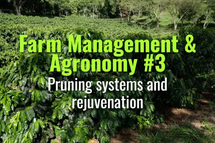 Pruning systems and rejuvenation