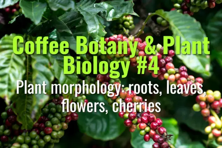 Plant morphology: roots, leaves, flowers, cherries