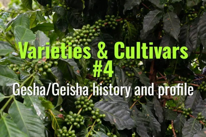 Gesha/Geisha history and profile