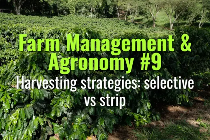 Harvesting strategies: selective vs strip