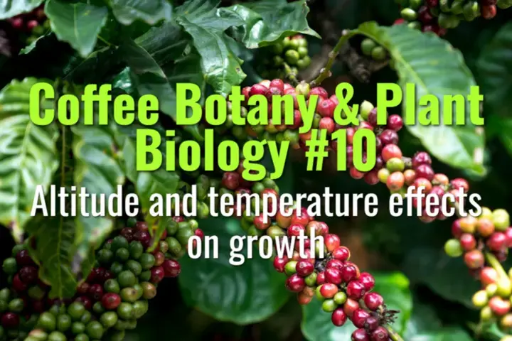 Altitude and temperature effects on growth