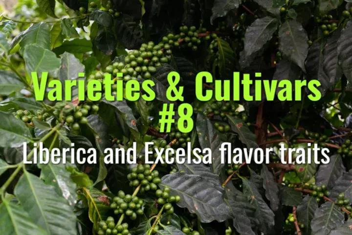 Liberica and Excelsa flavor traits