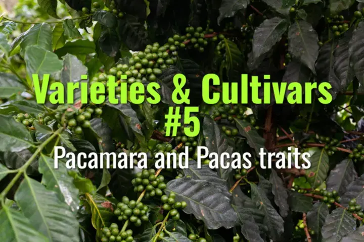 Pacamara and Pacas traits
