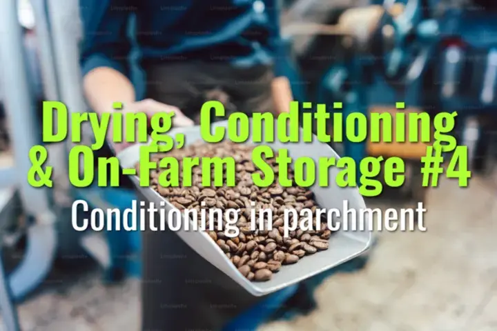 Conditioning in parchment