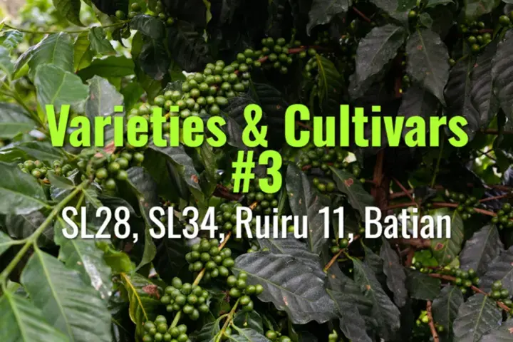 SL28, SL34, Ruiru 11, Batian