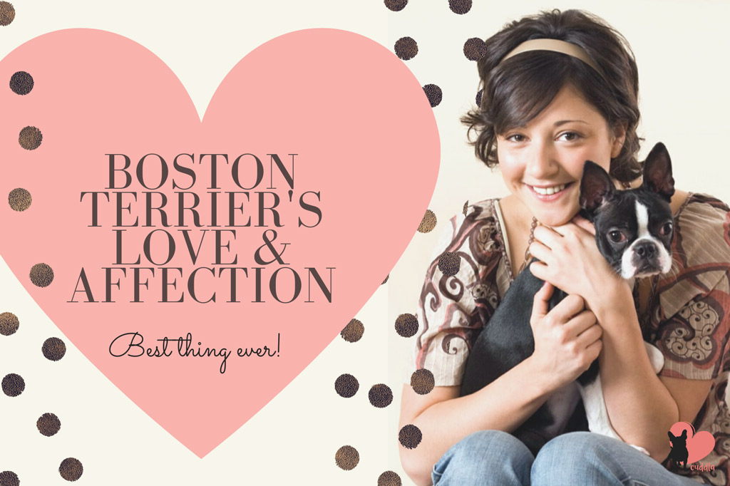 are-boston-terriers-affectionate