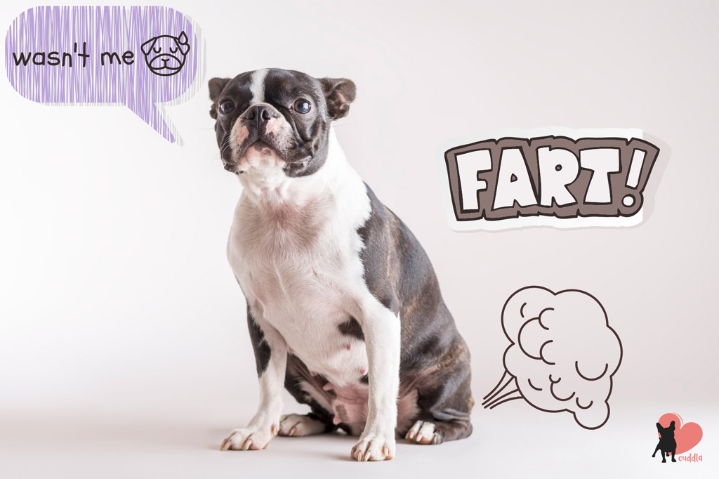 Are Boston Terriers Gassy? How to Stop 