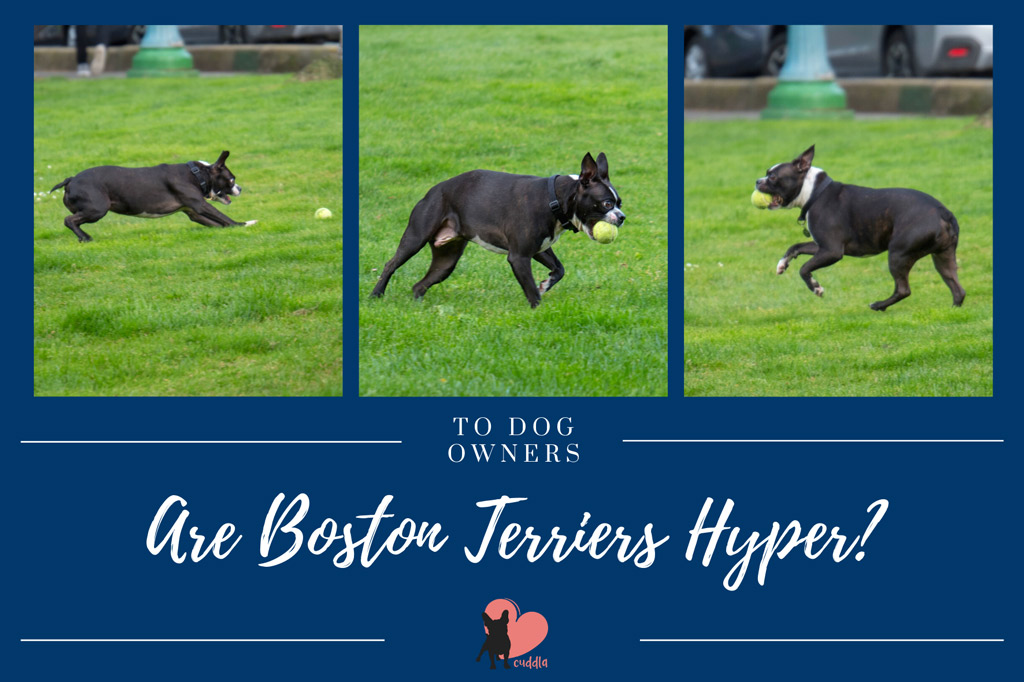 are-boston-terriers-hyper