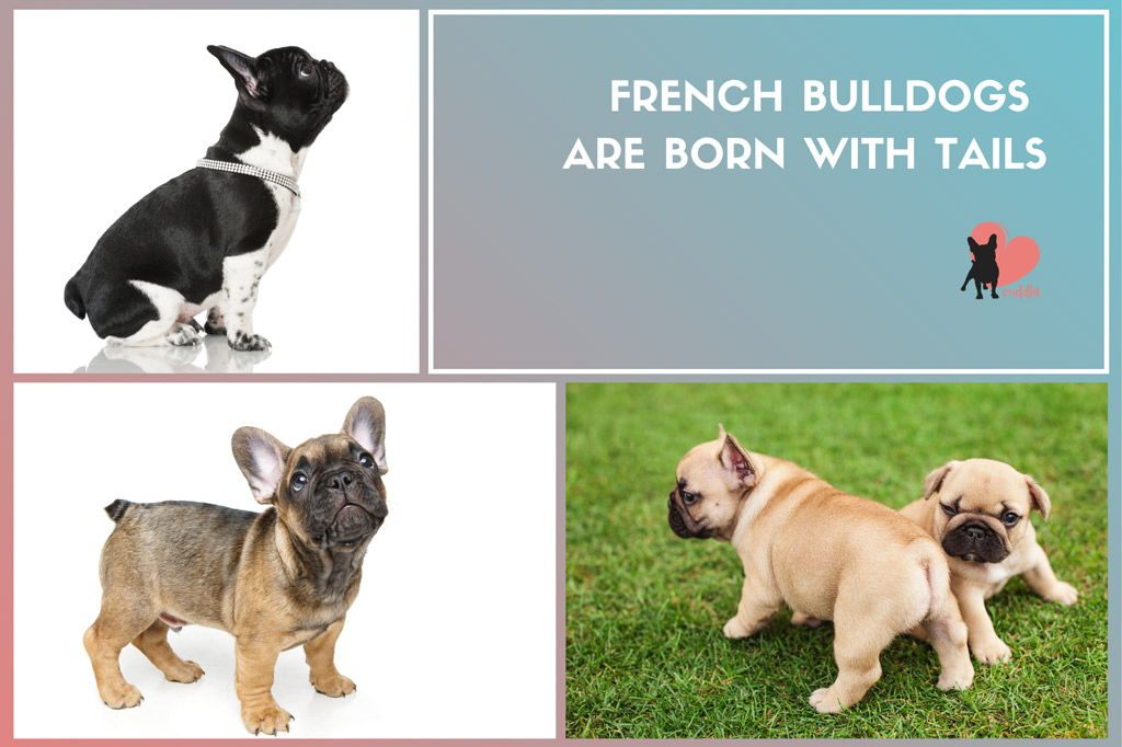 are-french-bulldogs-born-with-tails