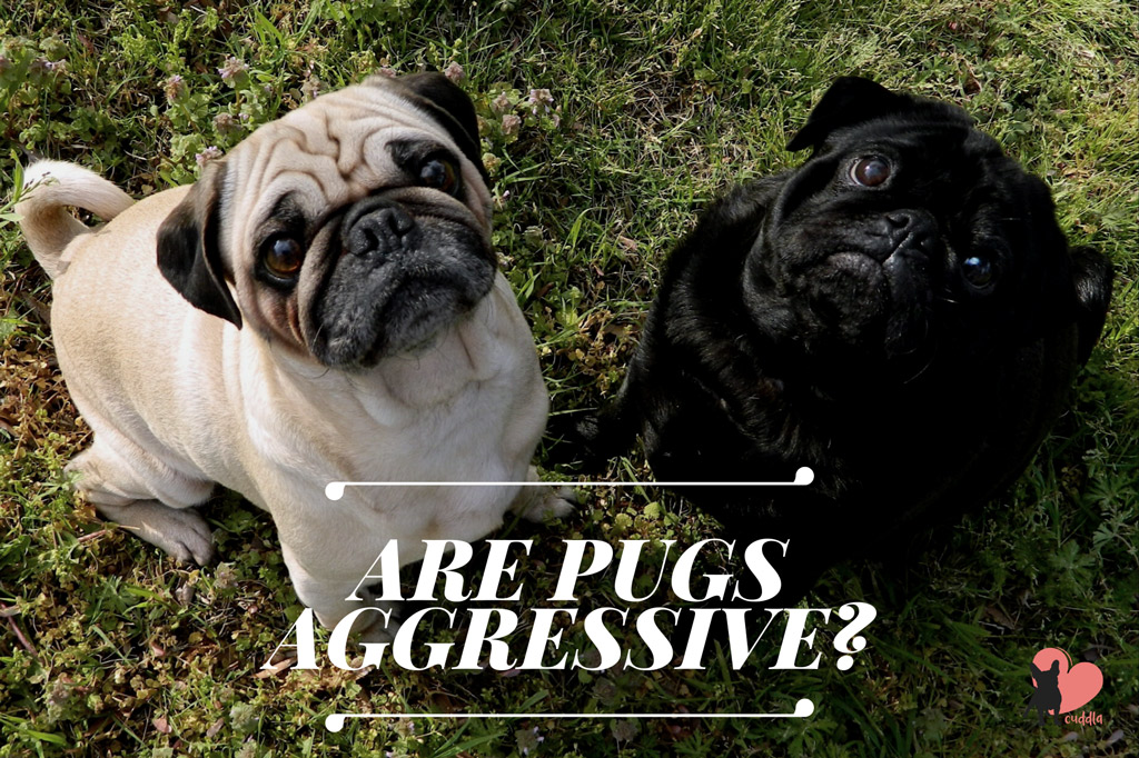 are-pugs-aggressive