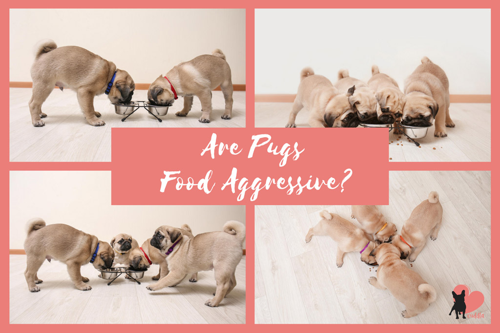 are-pugs-food-aggressive