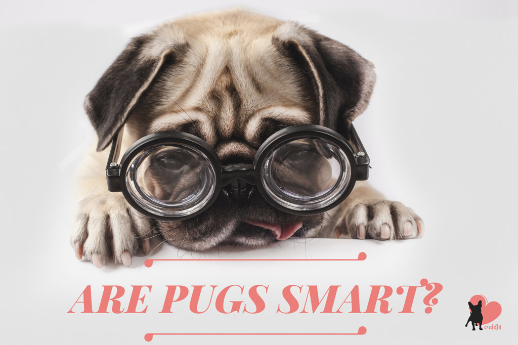 are-pugs-smart