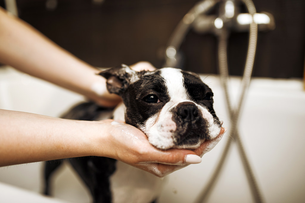 bathing-a-boston-terrier