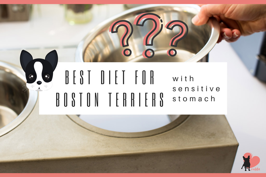 best-diet-for-boston-terriers-with-sensitive-stomach