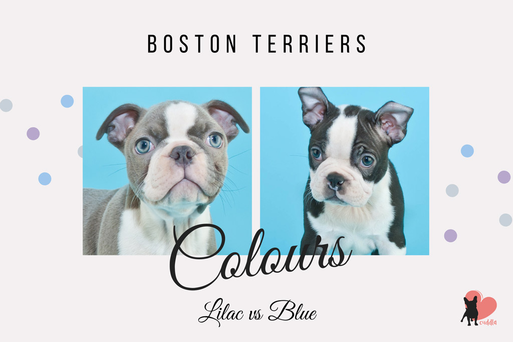 blue-boston-terrier