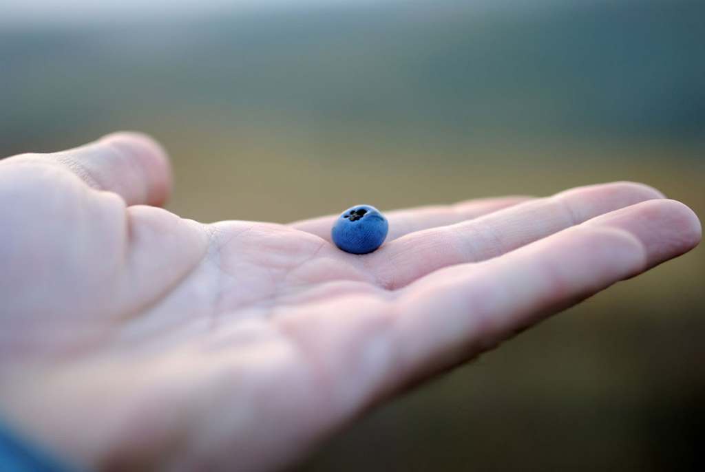 blueberry-treat-for-dogs