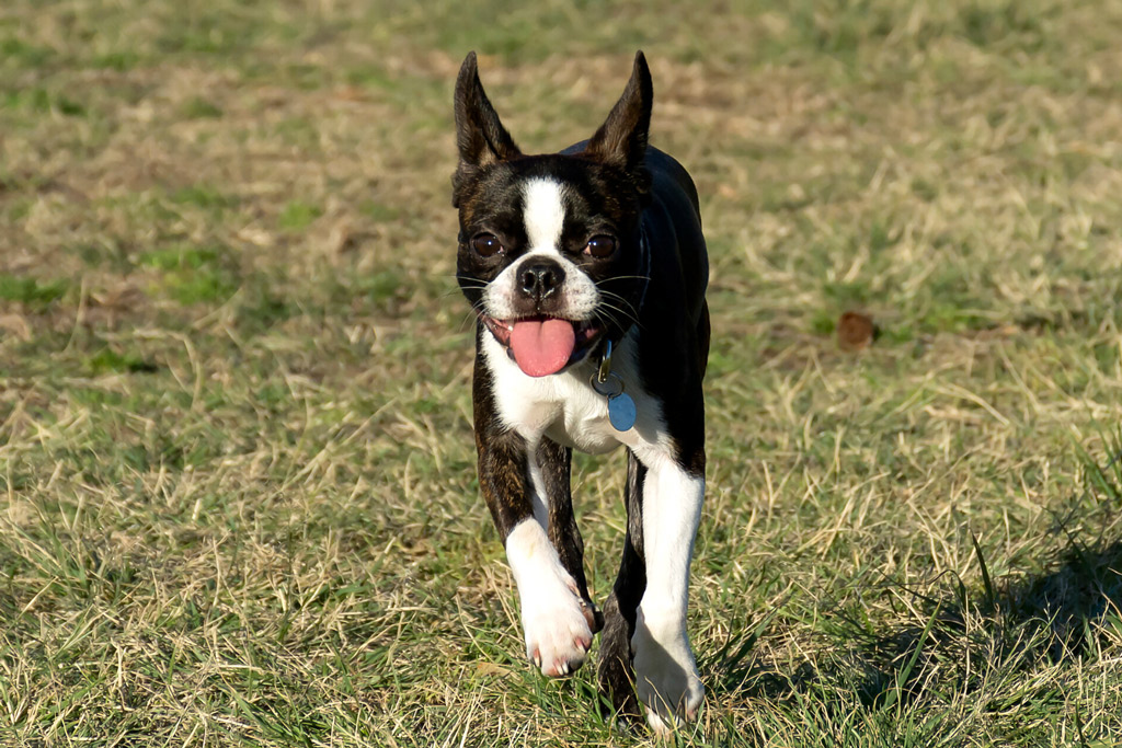 Are Boston Terriers Aggressive? The Ladder of Aggression