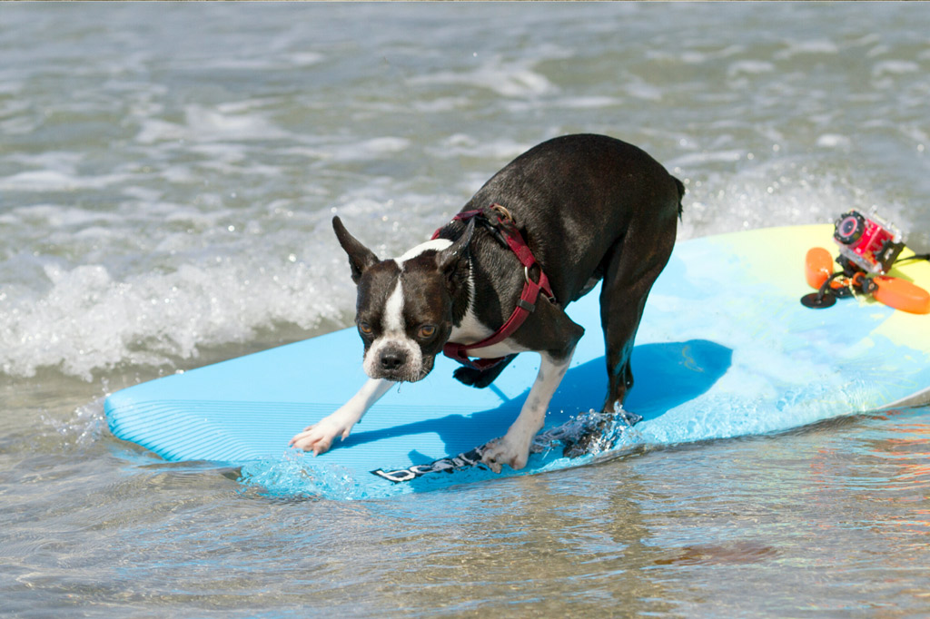 boston-terrier-activities-surfing