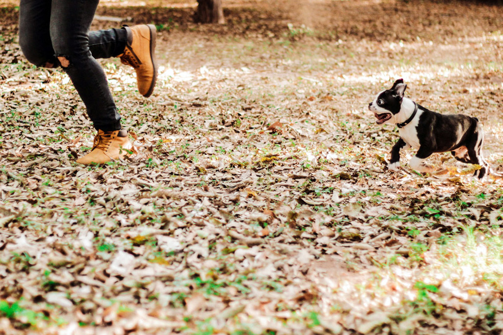 boston-terrier-activities