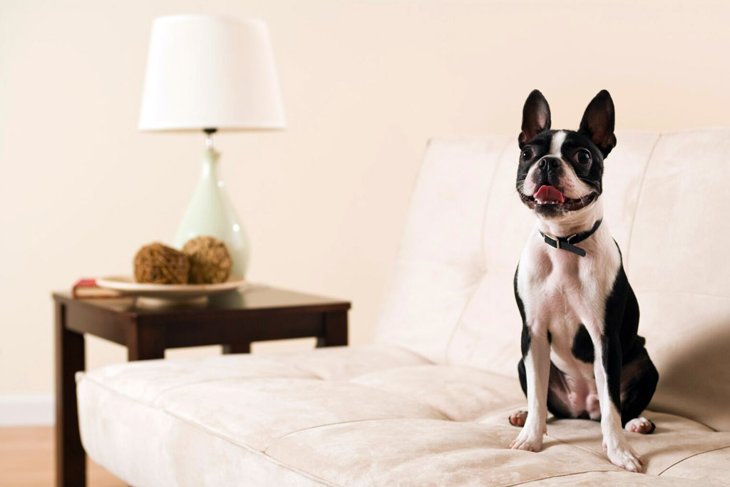 Boston Terrier Growth Stages and Puppy Development Chart