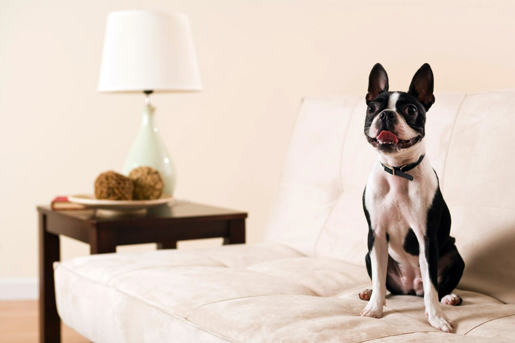 boston-terrier-adolescence-stage