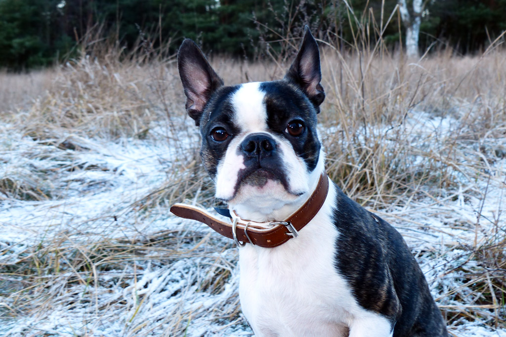 How To Adopt A Boston Terrier And What To Look For