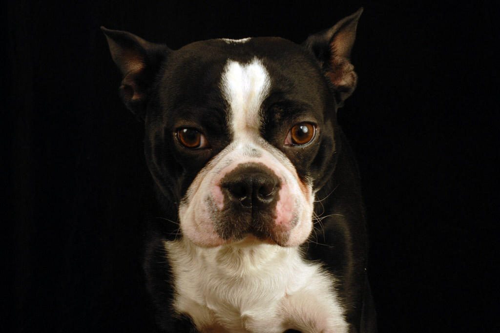 boston-terrier-aggressive-behaviour