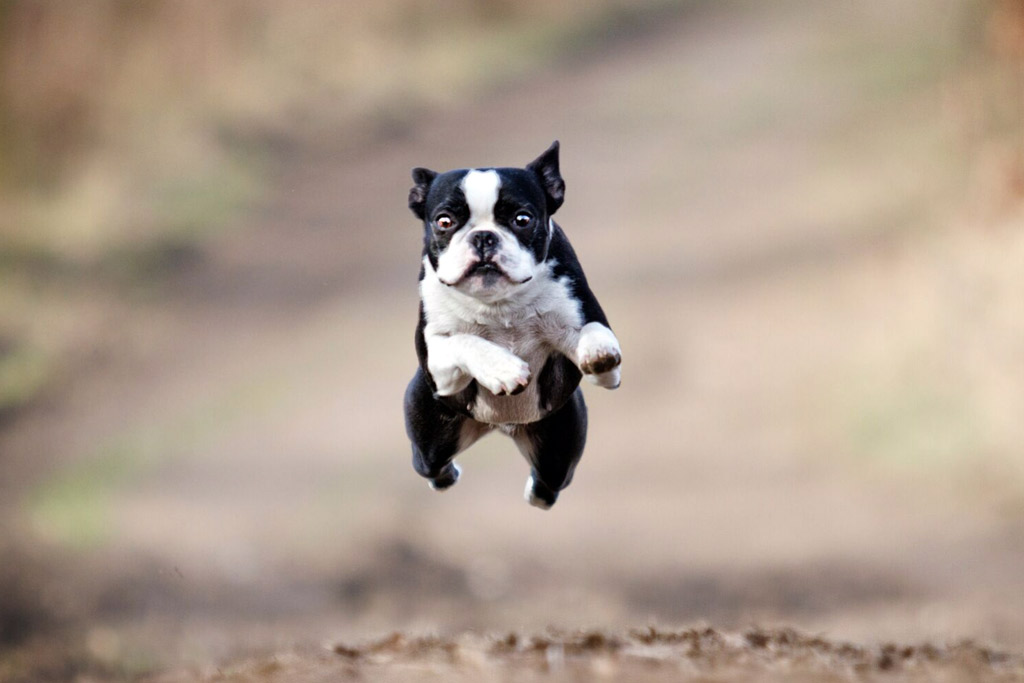 boston-terrier-agility