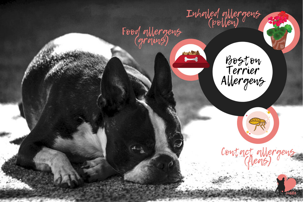 boston-terrier-allergens