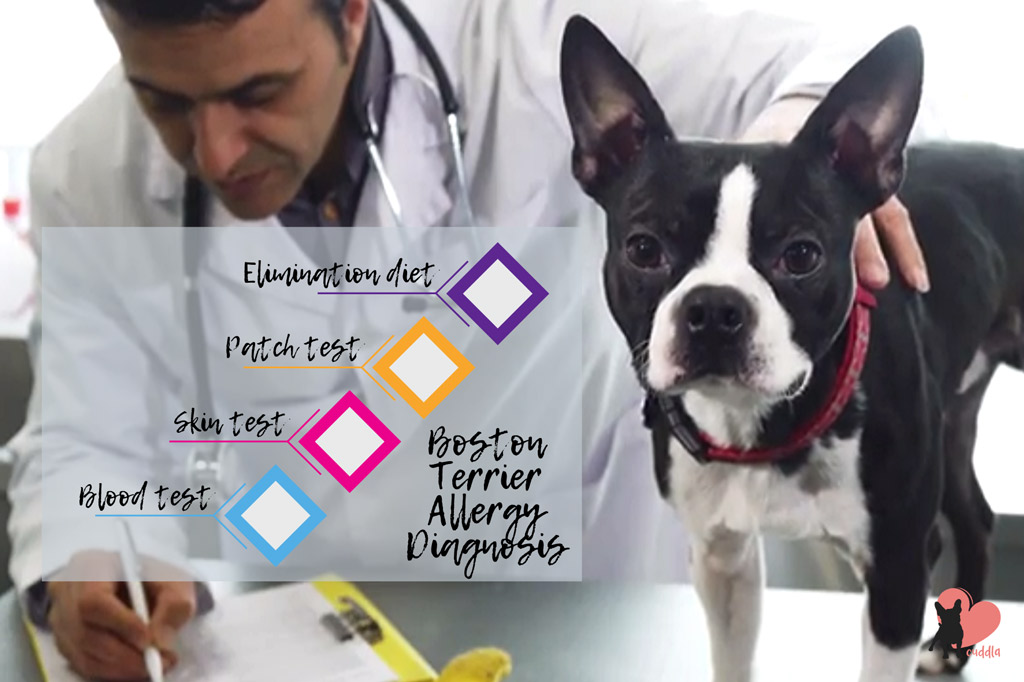 boston-terrier-allergies-diagnosis