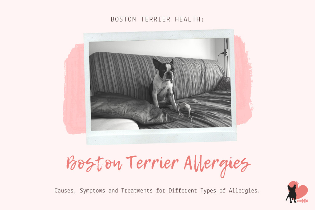 boston-terrier-allergies