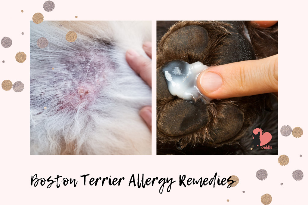 boston-terrier-allergy-remedies