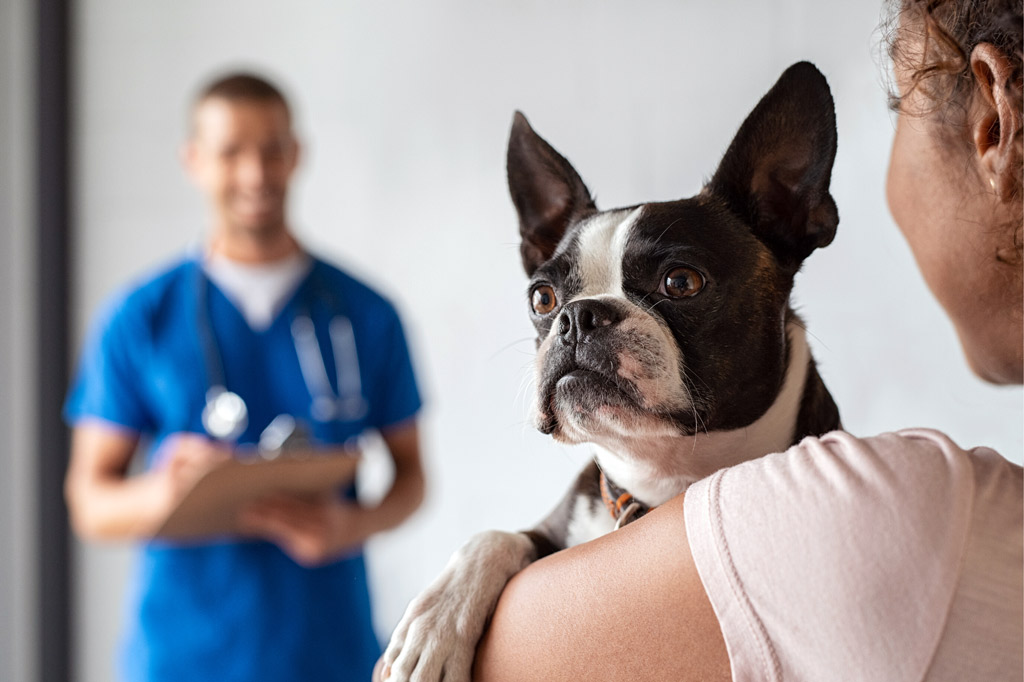 boston-terrier-allergy-treatments