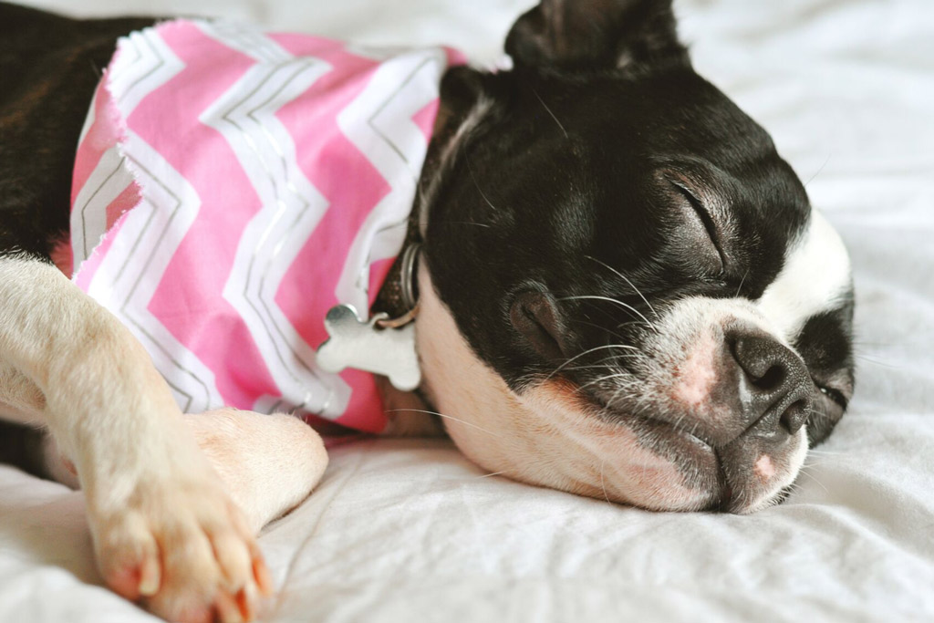 boston-terrier-asleep