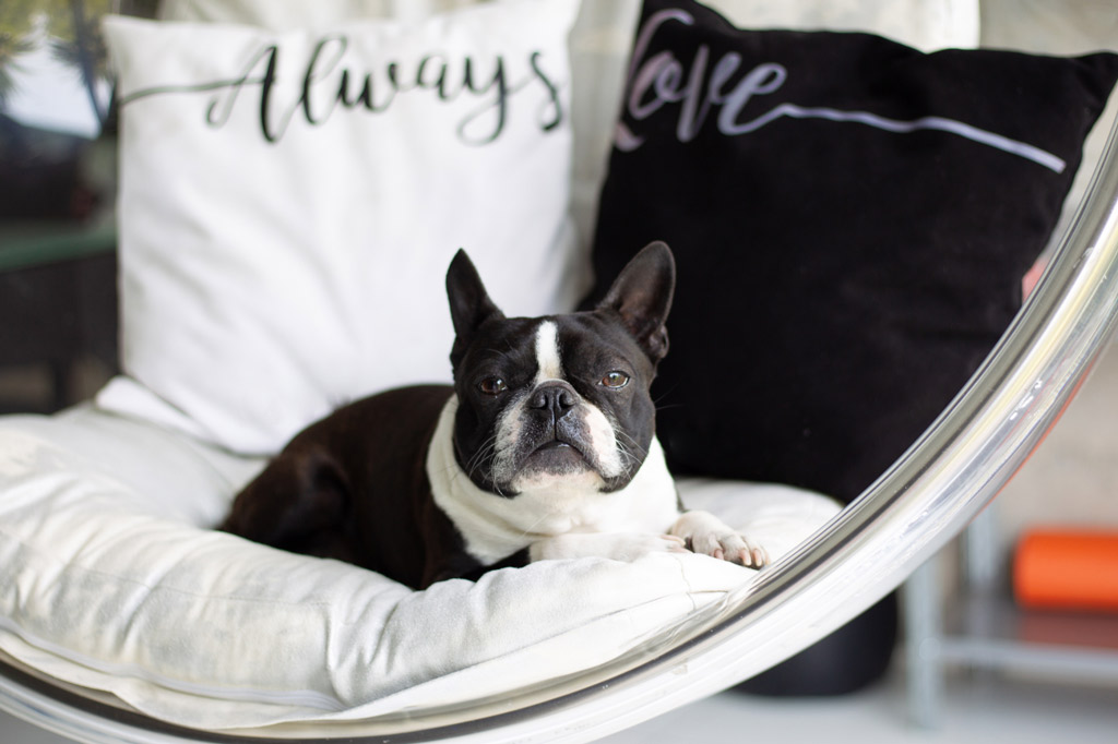 boston-terrier-at-home-alone