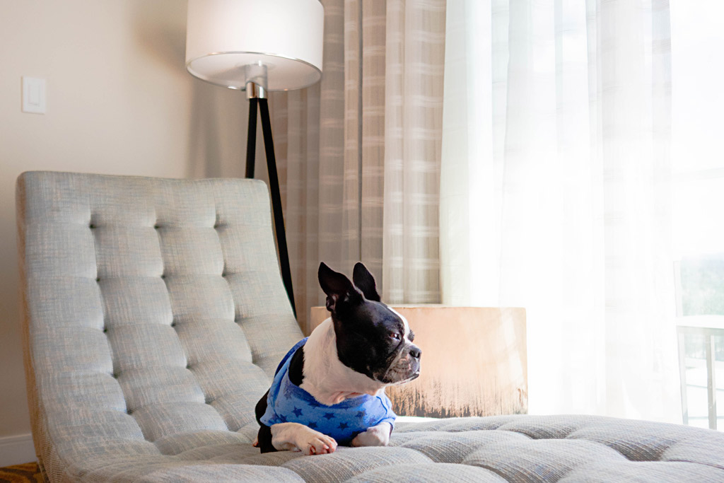 boston-terrier-at-home