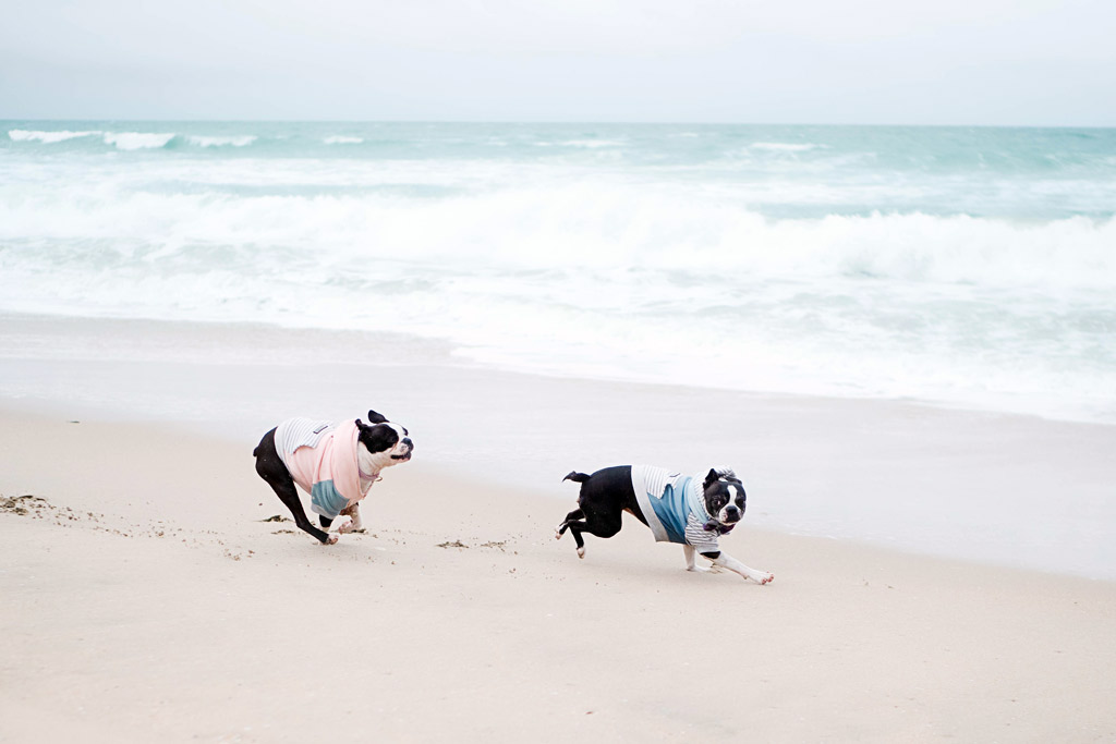 boston-terrier-at-the-beach